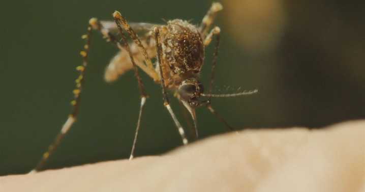 Human case of West Nile Virus reported in La Crosse County
