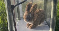 Robot rabbits the latest tool in Florida battle to control invasive Burmese pythons