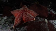 Los bosques marinos de Ushuaia, ¿en peligro de extinción?