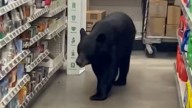 Un oso se pasea por una tienda de EE UU para sorpresa de los clientes: la historia acabó mal