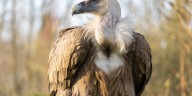 Una tragedia ecológica: cómo la casi extinción de los buitres de la India causó un aumento de la mortalidad humana