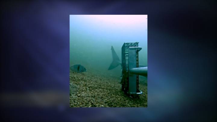 Atlantic Shark Institute captures video of great white shark off Block Island