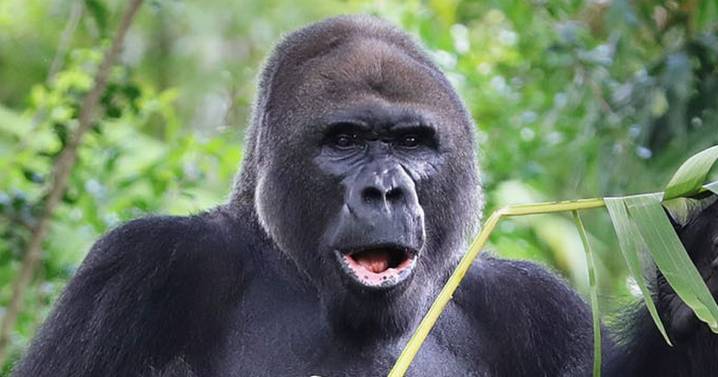 Disney World's oldest gorilla dies as heartbroken fans pay tribute to 'beautiful' ape
