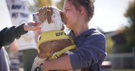 Cut Bank Animal Shelter celebrates no-kill status with adoption event
