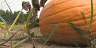 This year’s pumpkin crop is looking strong in Mid