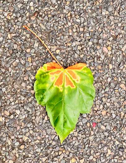 Autumn is coming...