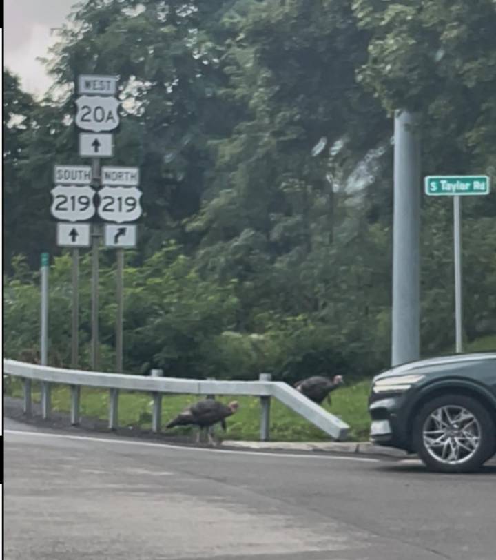 WATCH: Massive Birds Snarl Traffic In Western New York