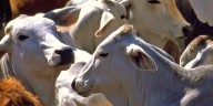Notifican otros 71 nuevos casos de Gusano Barrenador