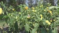 Killeen Creators using art and gardens to heal community
