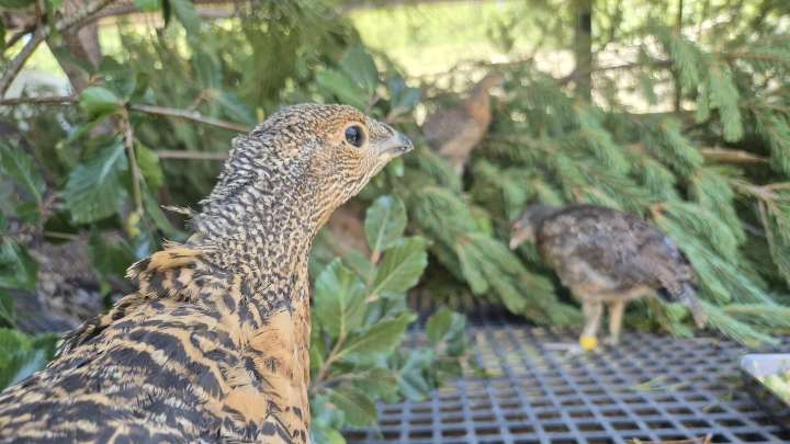 Nuevo hito de Castilla y León en la cría en cautividad del urogallo en España