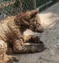 Profepa: Trasladan a osa ‘Mina’ a Fundación Invictus, en Hidalgo, para recibir rehabilitación