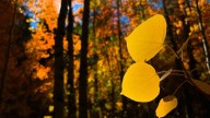 This area of Nevada named in the top 10 places to see fall foliage