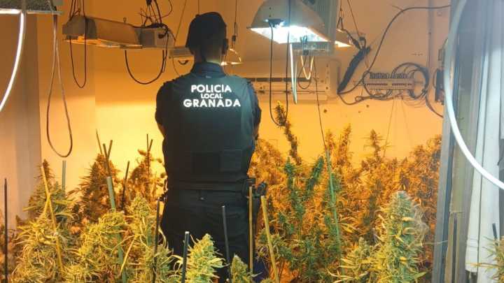 Cinco detenidos y 371 plantas de marihuana intervenidas en un piso de Granada