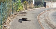 Vídeo | Los jabalíes siguen dando problemas en Ourense: "Me daba miedo pasar a su lado"
