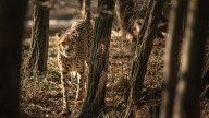 Cleveland Metroparks Zoo cheetah Chimba dies at 15