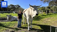 Chianina, the world's biggest cattle, bred on small property in southern WA
