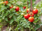 Gobierno de México fija precios mínimos para el tomate en 2025