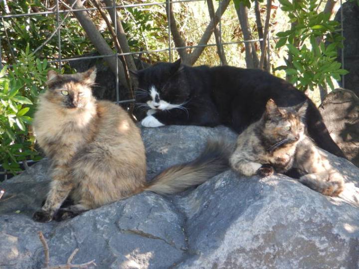 Big Isle group urges educating public on neutering feral cats