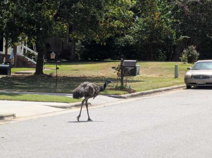 Un emú suelto en Rocky Mount puso a reír a todo el vecindario