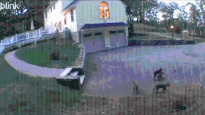 Video shows bobcats in driveway of Groveland, Mass. home