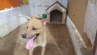 Requiere Proteo esterilizar 11 mascotas; piden sumar a Recuperando Amor a campañas oficiales