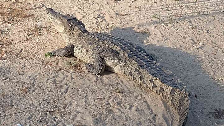 Así es el Refugio que Protege Cocodrilos en Acapulco: Porfirio Es Su Habitante Más Grande