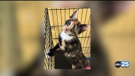 Pawmetto Lifeline’s kitten 911 adoption event