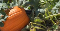 Dan's Discoveries: Rediscovering Life on the Farm