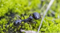 Caso único: esta es la hormiga española de la que nacen dos especies distintas