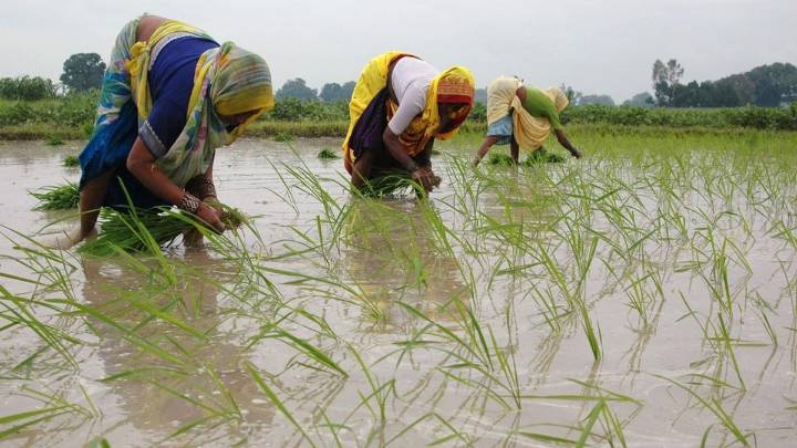 Up to 14-month delay in claim settlement under Fasal Bima: Study