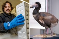Texas company makes major breakthrough in de-extinction of dodo bird