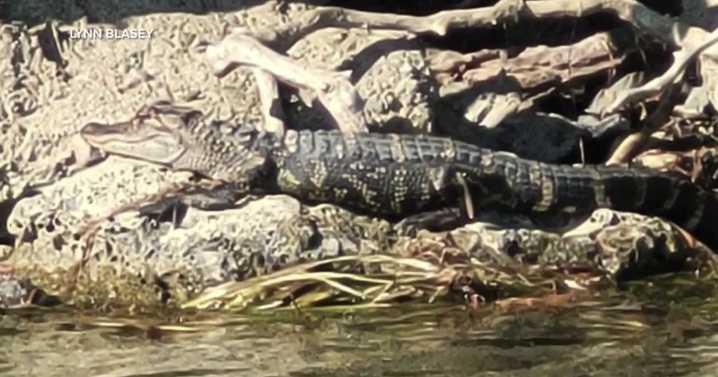 Alligators in Michigan? Officials confirm 'credible' sighting in Detroit area