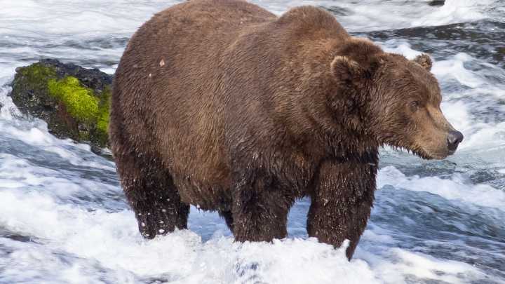 Fat Bear Week: How to Vote for Alaska Bear Week Contest
