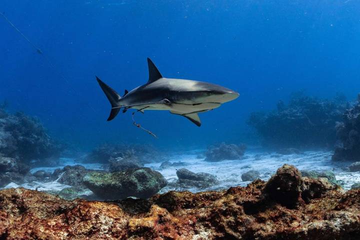 8-Year-Old Boy in 'Severe' Condition After Shark Bite While Snorkeling in Florida