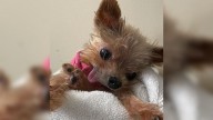 Indiana Family Took In A Yorkie Given 6 Months To Live, But 8 Years Later, Her Bark Is Still One Of A Kind