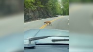 Georgia Rescuer Finds Dog On Busy Mountain Road, Then Learns His Tragic Story