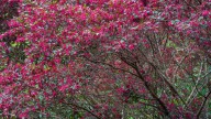 The Pruning Mistake You Can Make With Chinese Fringe Flowers That Reduces Blooms