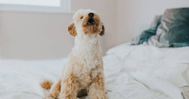 Vet explains why your dog's bed scratching is more complex than you think
