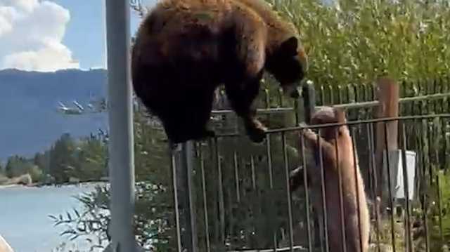 Video shows bear and cub scale fence to take a dip in Lake Tahoe
