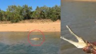 Críticas en Australia a 'influencer' que se hace llamar el 'verdadero Tarzán' por provocar y luchar con un cocodrilo 'solo por clics'