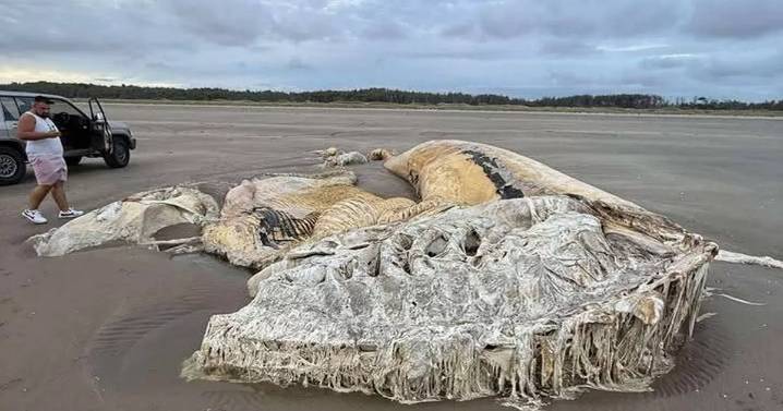Huge creature washes up on UK beach as locals left flabergasted