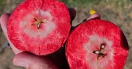 Inédito en Argentina: la llamativa manzana de pulpa roja que ya se produce en Río Negro