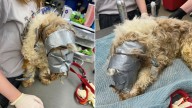 Nebraska Puppy Discovered In Dumpster With Face Taped Shut Leaves Rescuers Reeling