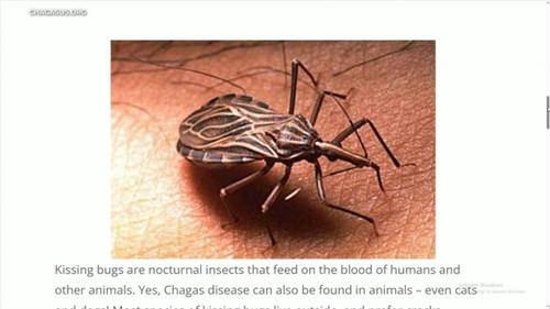 Enfermedad de Chagas transmitida por 'chinches besuconas' hallada en el sur de California. Lo que se debe saber según expertos