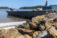 Sewage taints Canadian oysters — then Americans eat them