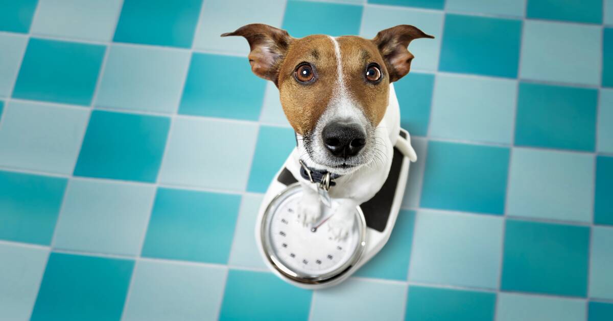 How to tell if your pet is too fat