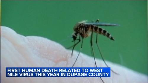 West Nile virus death: Person dies related to mosquito bite in suburban DuPage County, officials say