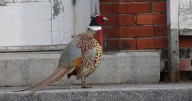 DEC plans pheasant release in Middlebury
