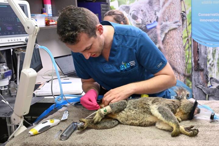 Saving koalas from chlamydia? New vaccine approved