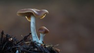 Olympic Peninsula Fungi Festival mushrooms into its 4th year